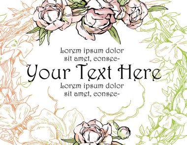 Pembe peonies. Vektör çizim