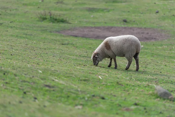 Schafe weiden Gras — Stockfoto