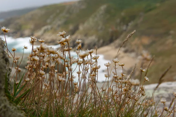 Deniz kenarında Cornwall çiçekler