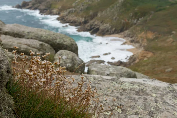 Deniz kenarında Cornwall çiçekler