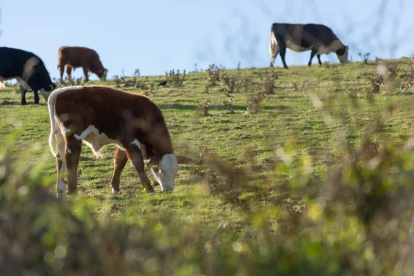 Vacas pastando hierba — Foto de Stock