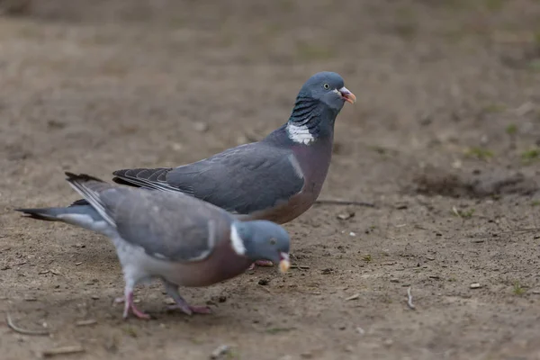 Grey Wood Pigeons — Stock Photo, Image