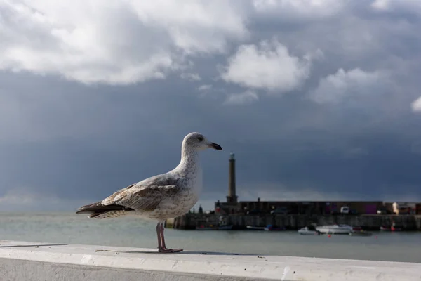 Racek v Margate, Kent, Velká Británie — Stock fotografie