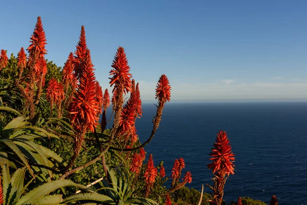 Cape Of Good Hope yakınındaki çiçek