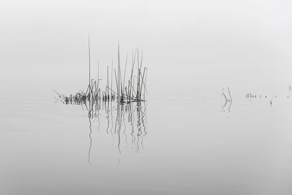 River and grass in fog on gray background — Stock Photo, Image