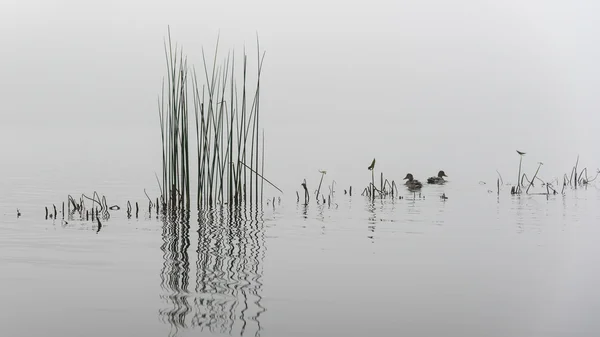 Rio e grama no nevoeiro no fundo cinza — Fotografia de Stock
