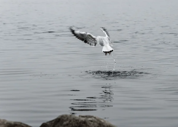 beautiful birds seagulls eat in the river an interesting flight