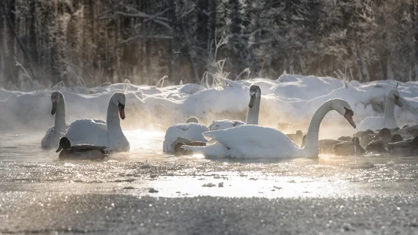 white swans, ducks on frozen lake and steam coming from the water