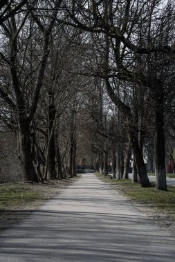 bahar yol arasında çıplak ağaçlar gökyüzü karşı parkta