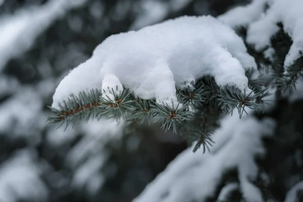 Erster Schnee fiel auf den Ast, die Komposition ein natürlicher Hintergrund — Stockfoto