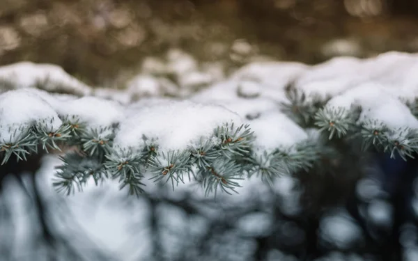 Erster Schnee fiel auf den Ast, die Komposition ein natürlicher Hintergrund — Stockfoto