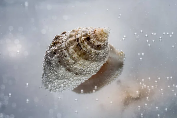 Shell in water with bubbles isolated closeup on light background — Stock Photo, Image