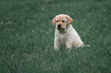 şirin sarı köpek yavrusu Labrador Retriever yeşil çim özgeçmişlerine izole