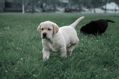 şirin sarı köpek yavrusu Labrador geri almak yeşil çim arka plan üzerinde çalışır