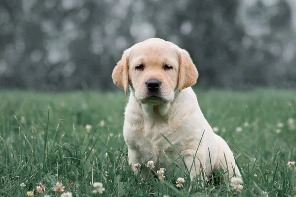 Yeşil çim arka plan üzerinde sevimli sarı köpek Labrador geri almak — Stok fotoğraf
