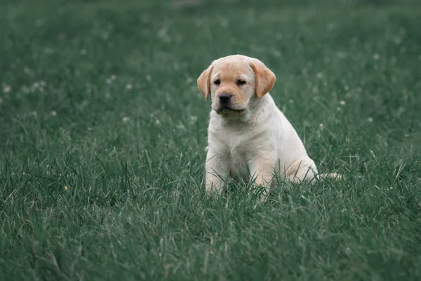 Söt gul valp Labrador Retriever isolerade på bakgrund av grönt gräs — Stockfoto