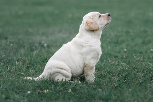 Söt gul valp Labrador Retriever isolerade på bakgrund av grönt gräs — Stockfoto