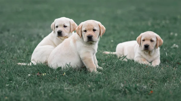 Tre söta gula Labrador hundvalp vilar i gröngräset — Stockfoto