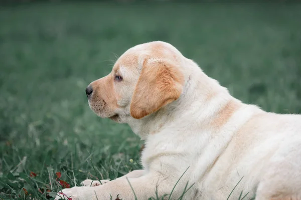 Bonito cachorrinho amarelo Labrador Retriever isolado no fundo da grama verde — Fotografia de Stock