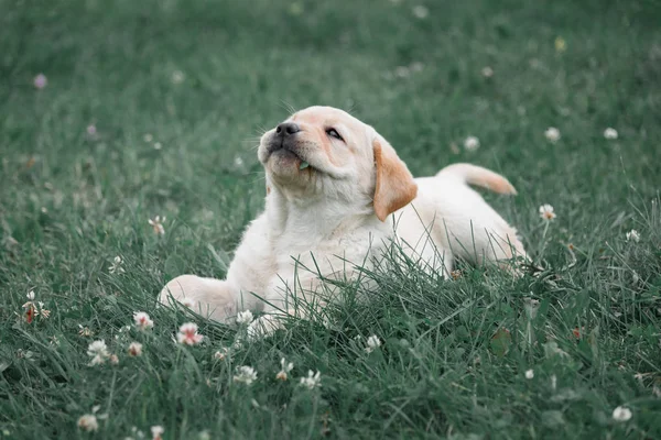 Bonito cachorrinho amarelo Labrador Retriever encontra-se no fundo da grama verde — Fotografia de Stock