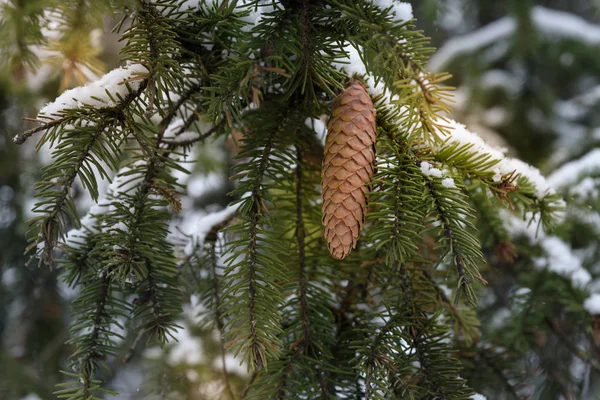 Рождественская ветвь с конусами, покрытыми снегом — стоковое фото