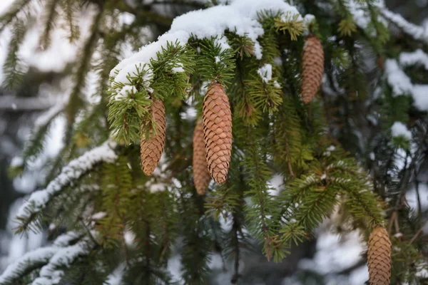 Christmas sammansättning spruce gren med kottar omfattas snö — Stockfoto