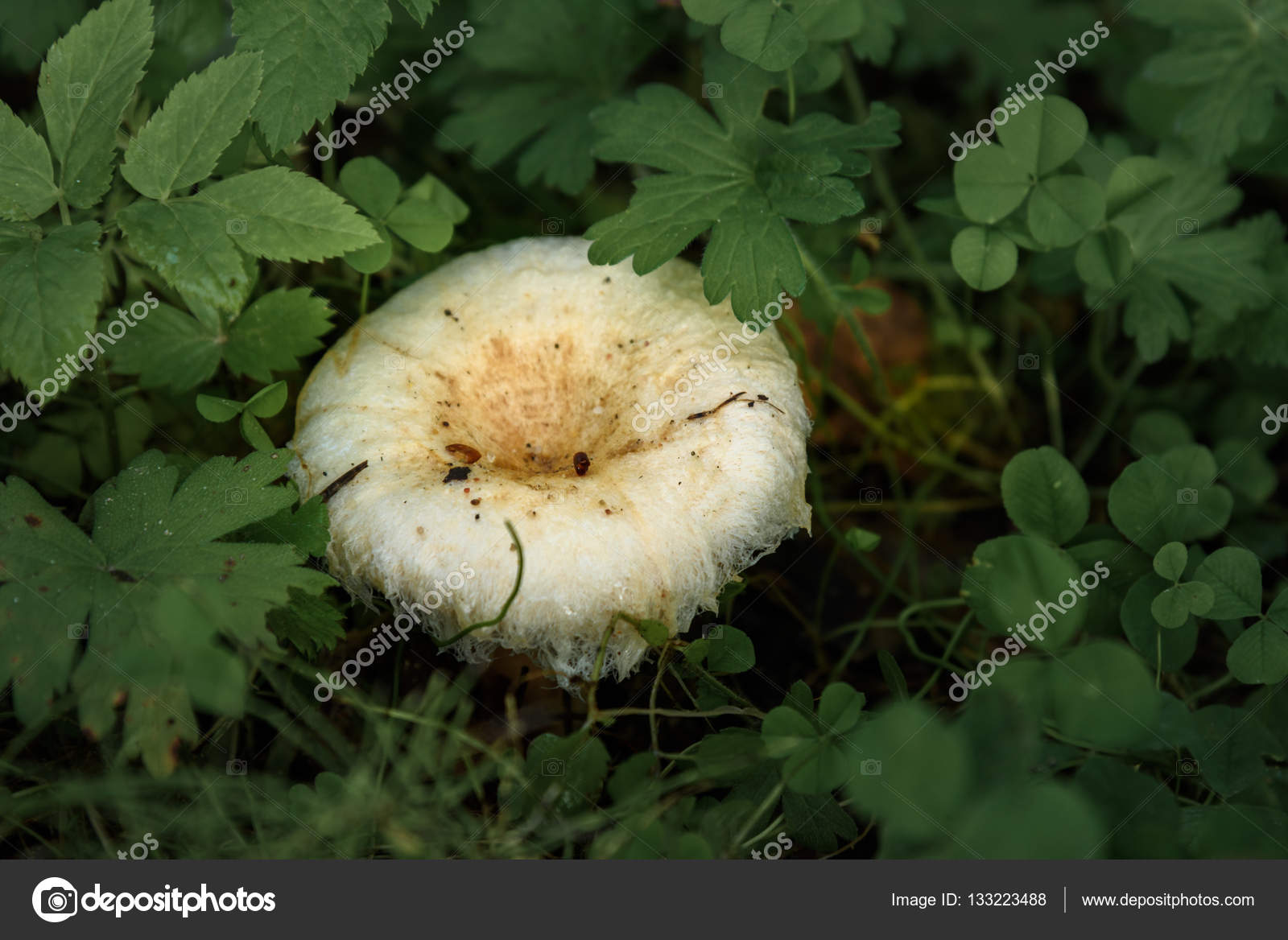 Weißer Pilz lactarius resimus in feuchten Wäldern aus