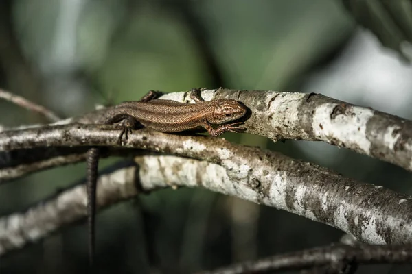 Pequeno lagarto marrom correndo através do tronco de bétula — Fotografia de Stock