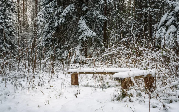 Beyaz Alev ve çam arka planda ormanda karla kaplı banklar — Stok fotoğraf