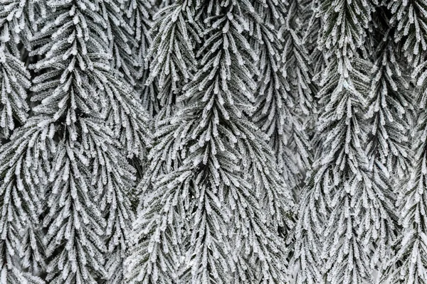 Ледяные ветви ели на фоне снега крупным планом — стоковое фото