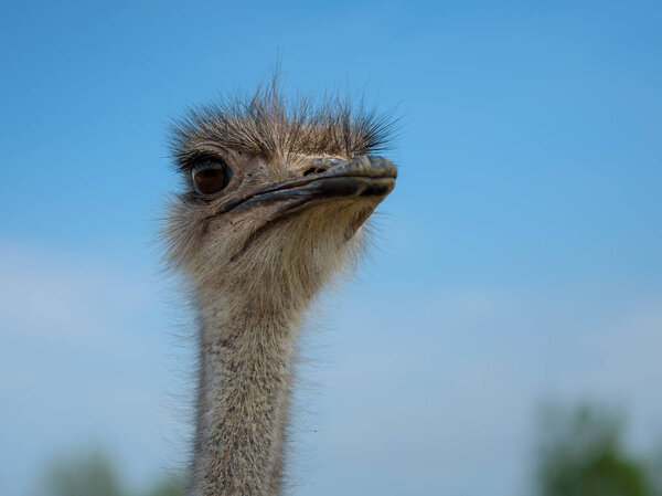 ostrich bird head close up on blue sky background