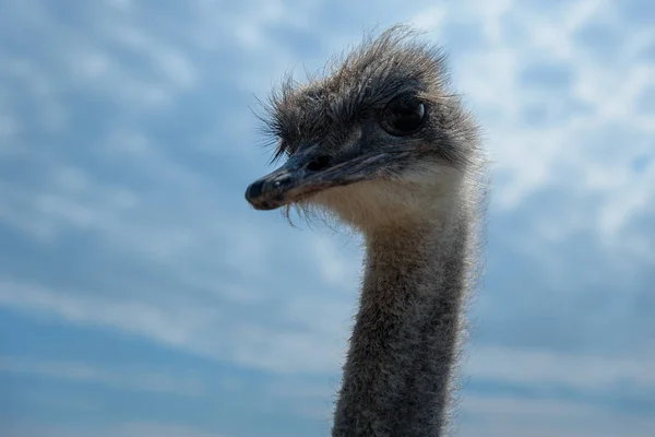 Avestruz cabeza de pájaro de cerca sobre fondo azul cielo — Foto de Stock