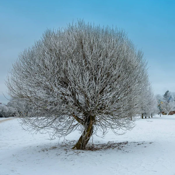 Ein einsamer Baum steht isoliert auf einem Feld mit Schnee während der Wintersaison. — Stockfoto