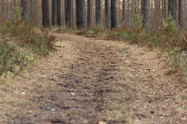 Lege bospad bezaaid met dennennaalden draaien onder de pijnbomen — Stockfoto