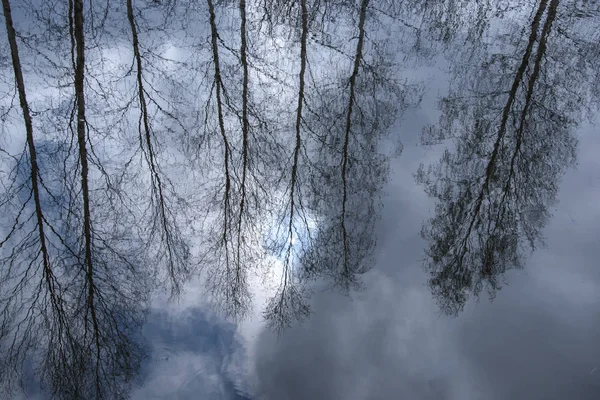 Die Textur des Wassers, kahle Bäume und der graue, kalte Himmel, der sich im Wasser widerspiegelt — Stockfoto