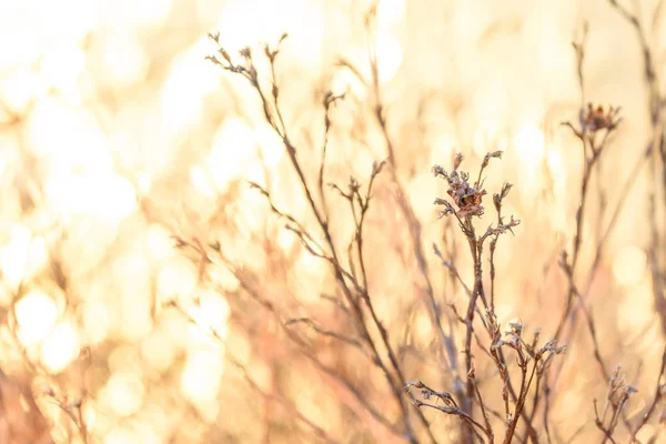 Visa genom de torra grenarna till orange himlen, växterna under den brännande solen — Stockfoto