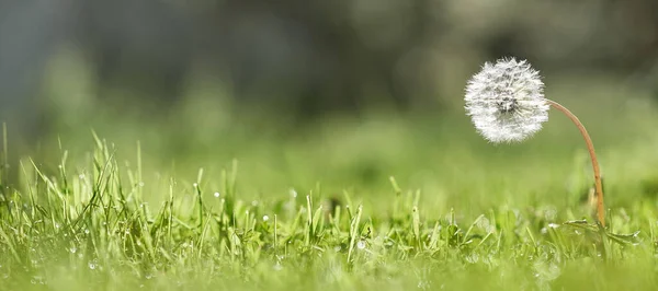 Un diente de león iluminado por la luz del sol sobre fondo verde. El fondo en el desenfoque . — Foto de Stock