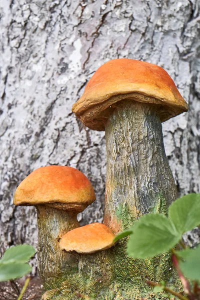 Park ontwerp. Tuinbeelden paddestoelen op de achtergrond van een boomstam. — Stockfoto