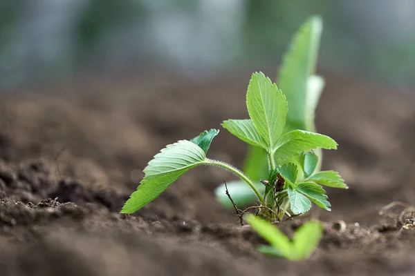 Strawberry plant in spring in soil. Green seedlings on the background of the soil. — Stock Photo, Image