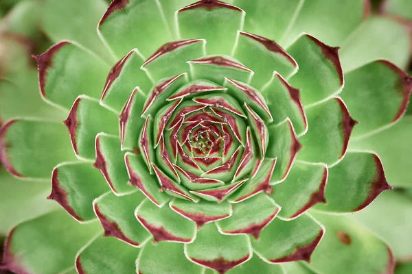 Echeveria pierre rose vue dessus. Fond vert . — Photo