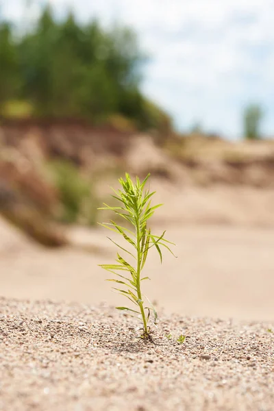 En ensam grön växt upplyst av solljus växer på sanden. Foto med kopierings utrymme. Bakgrunden i oskärpa. — Stockfoto