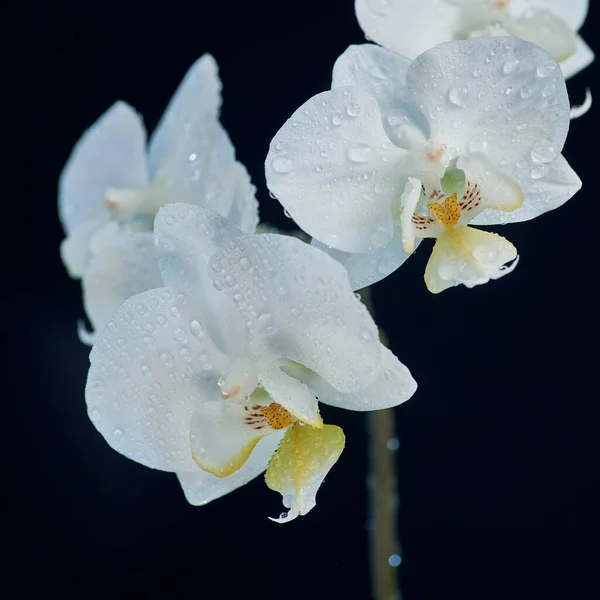 Orquídea branca com centro amarelo close-up. Flores cobertas com gotas de água em um fundo preto . — Fotografia de Stock