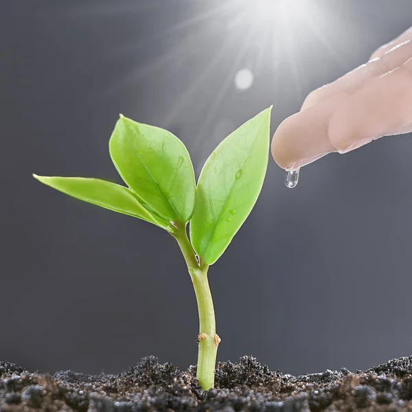 A womans hand is watering a green sprout illuminated by sunlight on gray background. The concept of caring for small businesses. — Stock Photo, Image