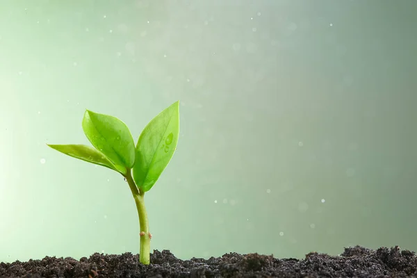 Nuevo concepto de vida. Un pequeño brote verde sobre un fondo verde claro . — Foto de Stock