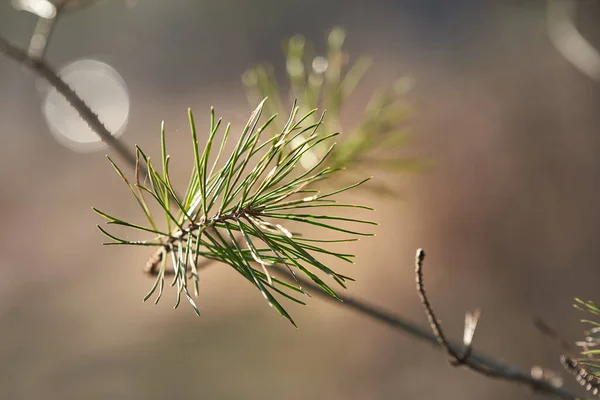 Tiro Horizontal Ramita Pino Fondo Desenfoque Una Rama Árbol Forestal —  Fotos de Stock