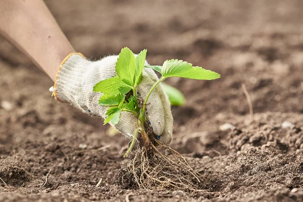 Plan Horizontal Main Dans Les Plantes Gant Jardinage Une Fraise — Photo