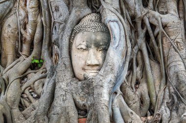 Buda ağacının kökünü başkanı Tayland'da inanılmaz. Bodhi ağacı kökleri Wat Maha ki Ayutthaya 