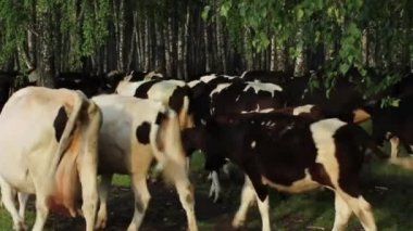 Mera dönen inek sürüsü