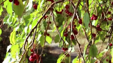 Sonbaharda bir ağacın Ranetki kırmızı