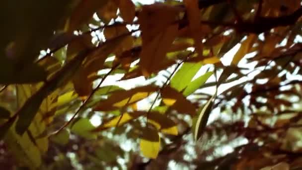 Ranetki rouge sur un arbre en automne — Video